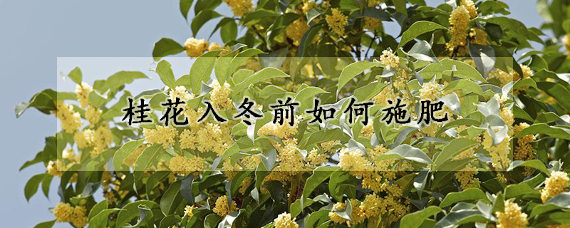 桂花入冬前如何施肥
