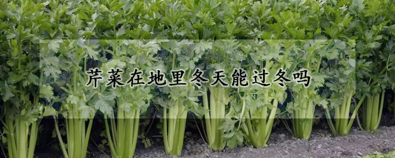 芹菜在地里冬天能过冬吗