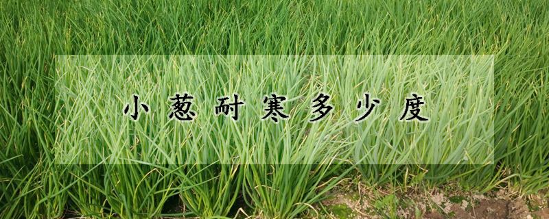 小葱耐寒多少度