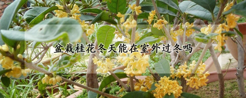 盆栽桂花冬天能在室外过冬吗