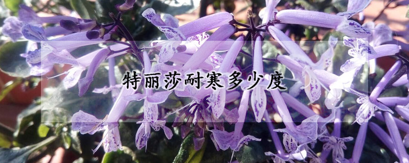 特丽莎耐寒多少度