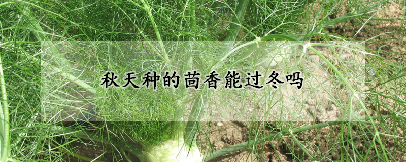 秋天种的茴香能过冬吗