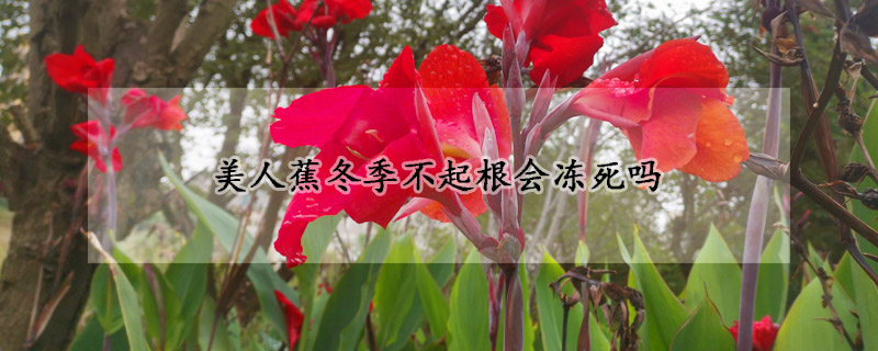 美人蕉冬季不起根会冻死吗