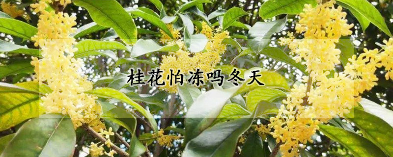 桂花怕冻吗冬天