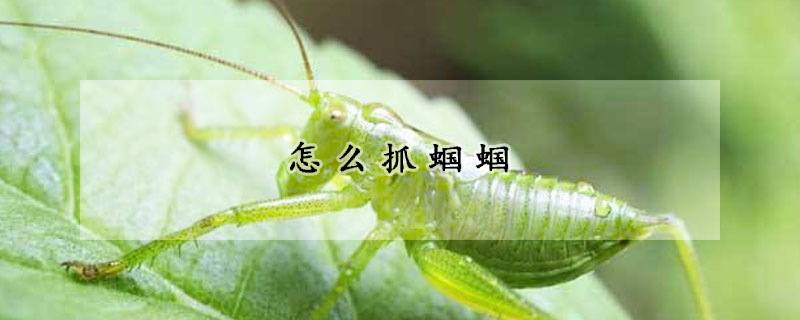 怎么抓蝈蝈