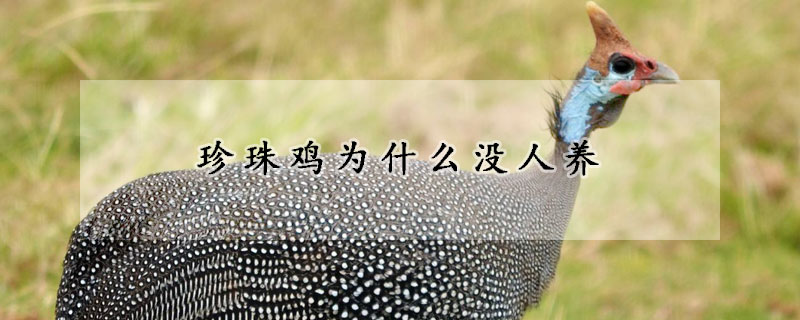 珍珠鸡为什么没人养