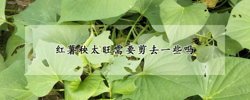 红薯秧太旺需要剪去一些吗