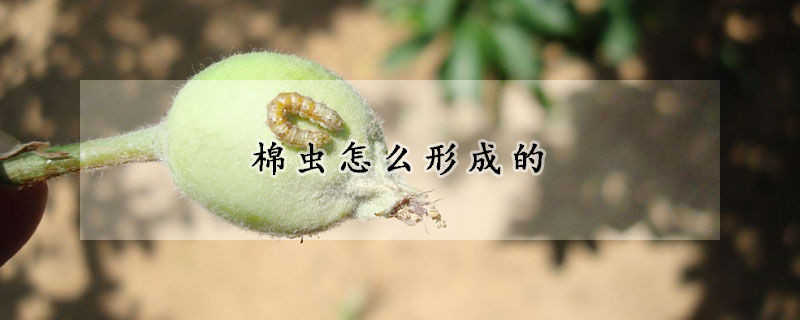 棉虫怎么形成的