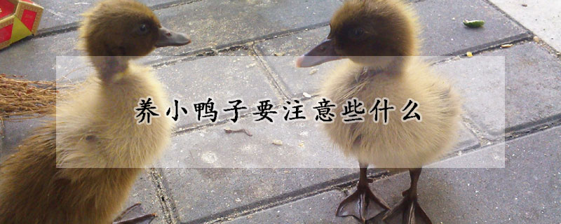 养小鸭子要注意些什么