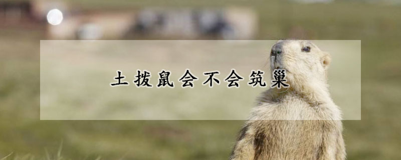 土拨鼠会不会筑巢