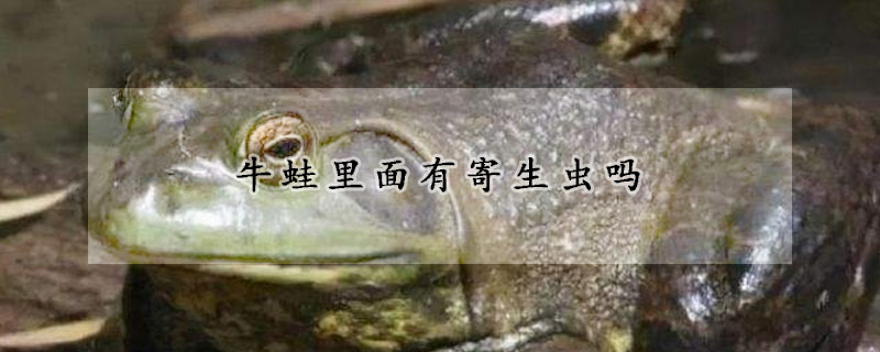 牛蛙里面有寄生虫吗