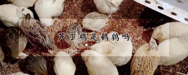 芦丁鸡是鹌鹑吗