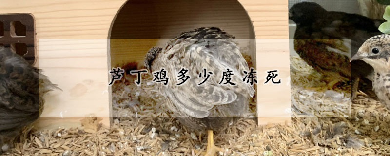 芦丁鸡多少度冻死