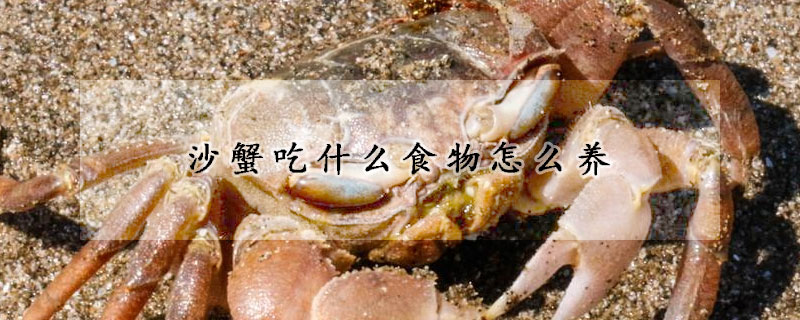 沙蟹吃什么食物怎么养