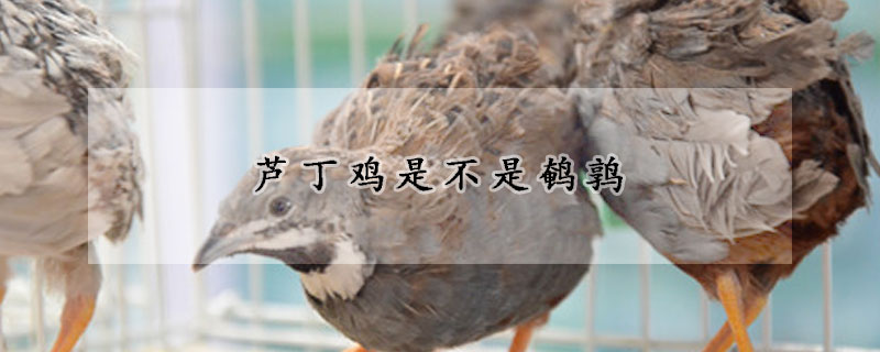 芦丁鸡是不是鹌鹑