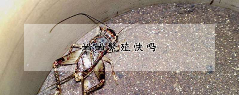 蛐蛐繁殖快吗