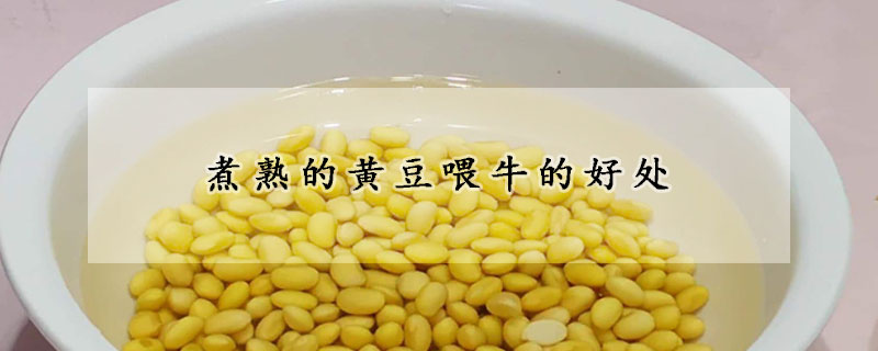 煮熟的黄豆喂牛的好处