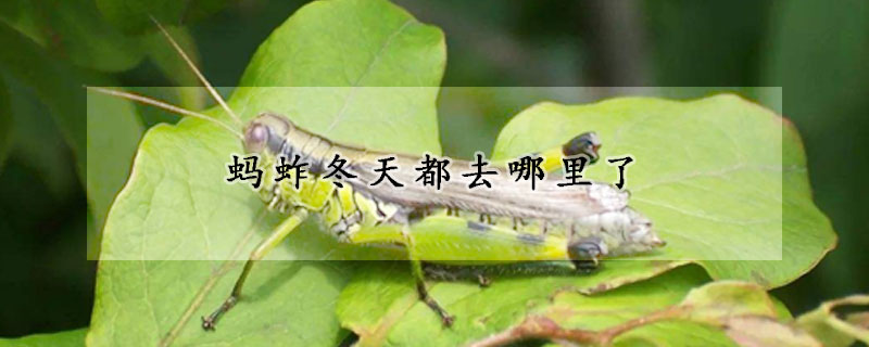 蚂蚱冬天都去哪里了