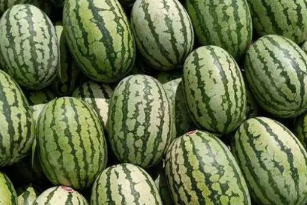 西瓜品种十大排行榜 十大名牌西瓜