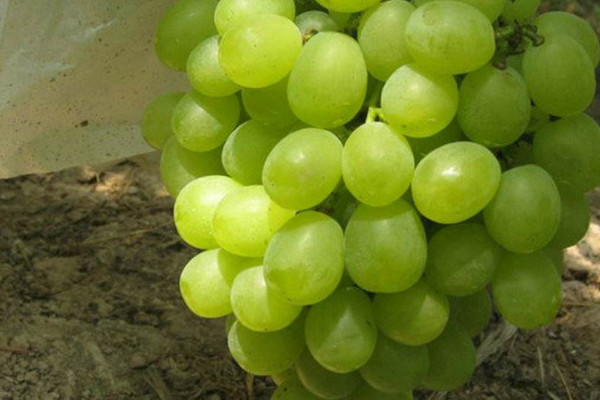葡萄品种大全 葡萄的品种有哪些