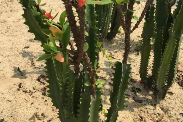 龙骨花的摆放禁忌 龙骨花摆放什么位置好