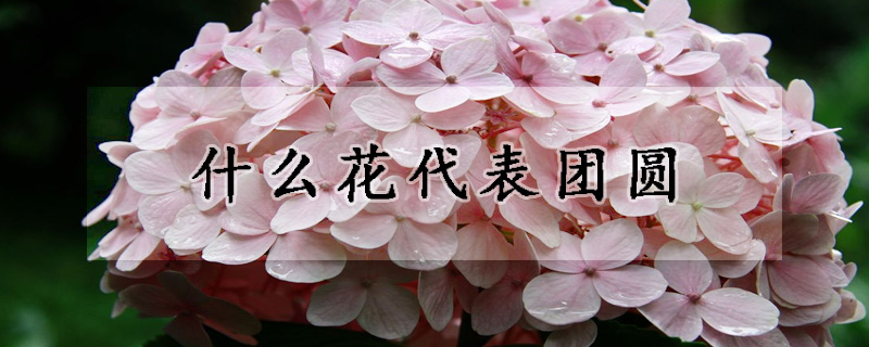 什么花代表团圆