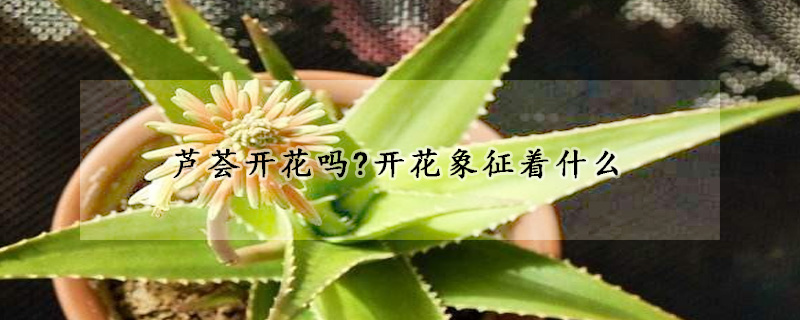 芦荟开花吗?开花象征着什么