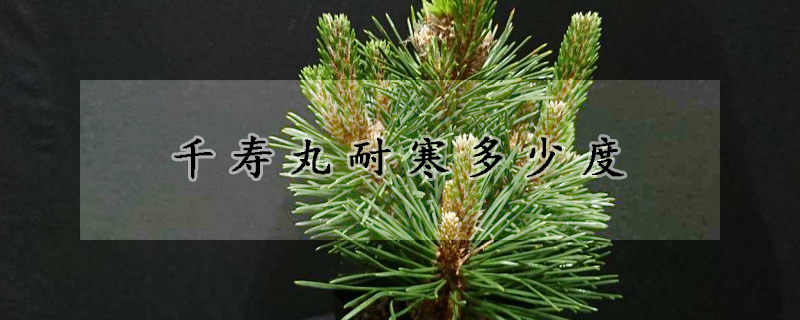 千寿丸耐寒多少度