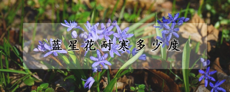 蓝星花耐寒多少度