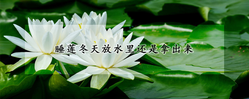 睡莲冬天放水里还是拿出来
