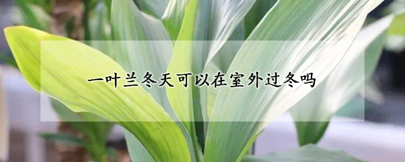 一叶兰冬天可以在室外过冬吗