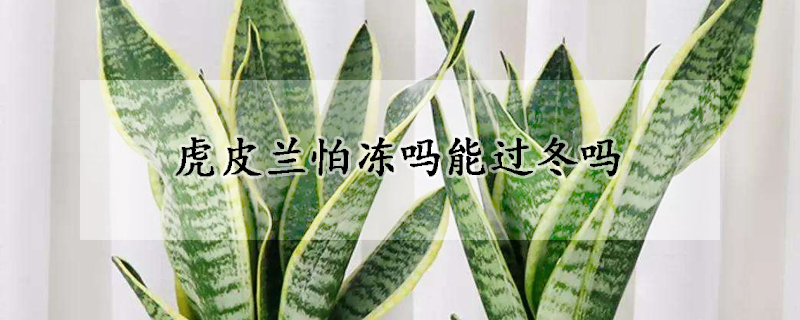 虎皮兰怕冻吗能过冬吗