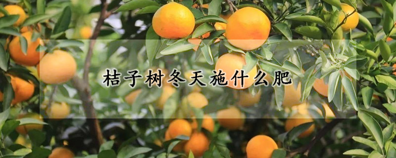 桔子树冬天施什么肥
