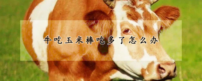 牛吃玉米棒吃多了怎么办