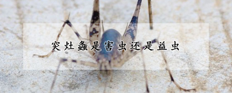 突灶螽是害虫还是益虫