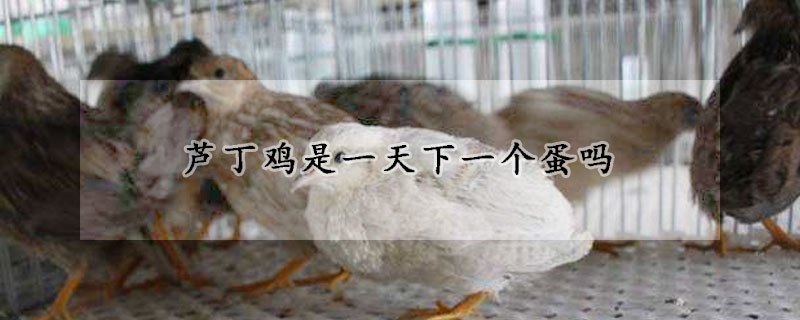芦丁鸡是一天下一个蛋吗