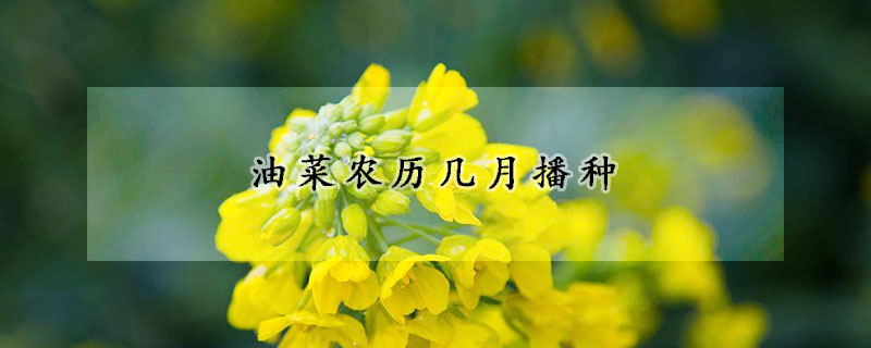 油菜农历几月播种