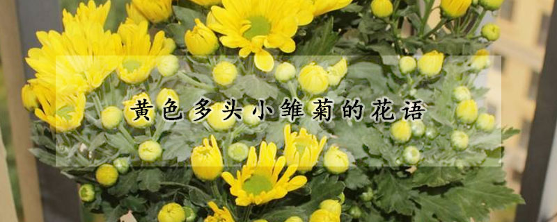 黄色多头小雏菊的花语