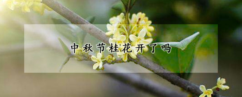 中秋节桂花开了吗