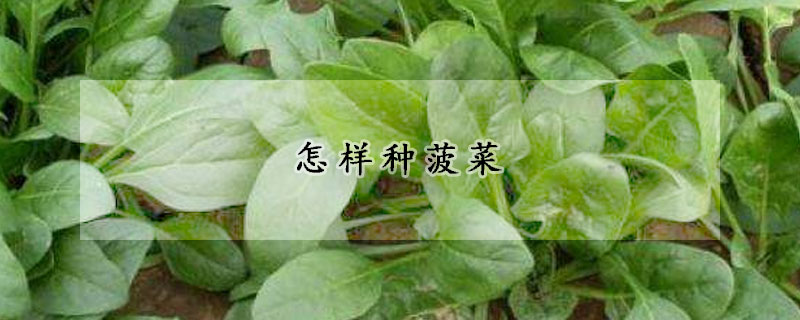 怎样种菠菜