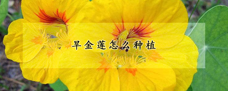 旱金莲怎么种植