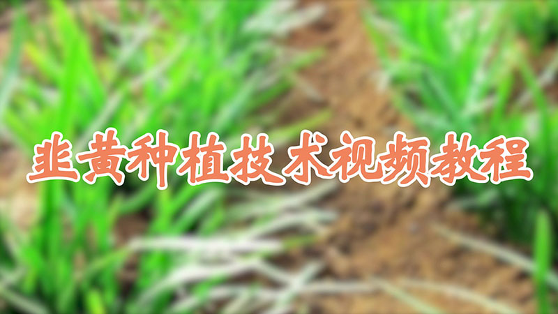 韭黄种植技术视频教程