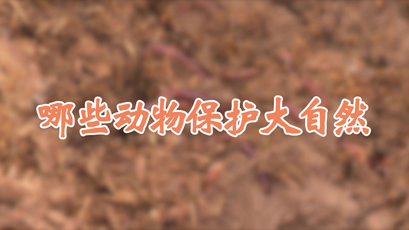 哪些动物保护大自然