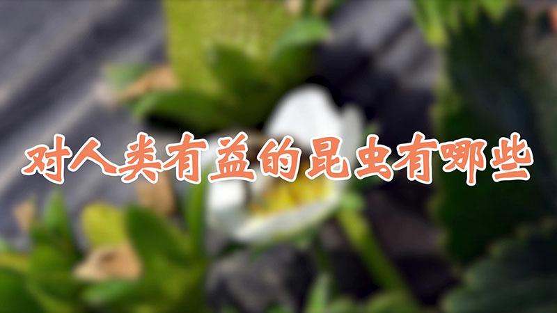 对人类有益的昆虫有哪些