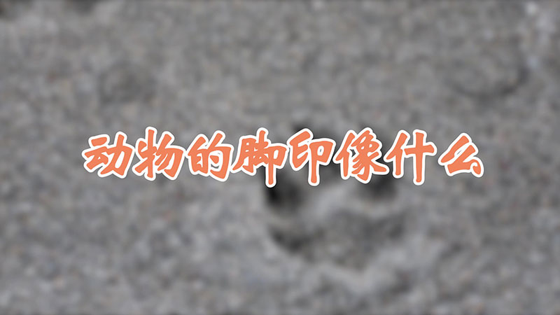 动物的脚印像什么