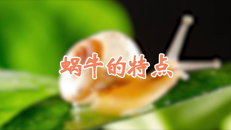 蜗牛的特点