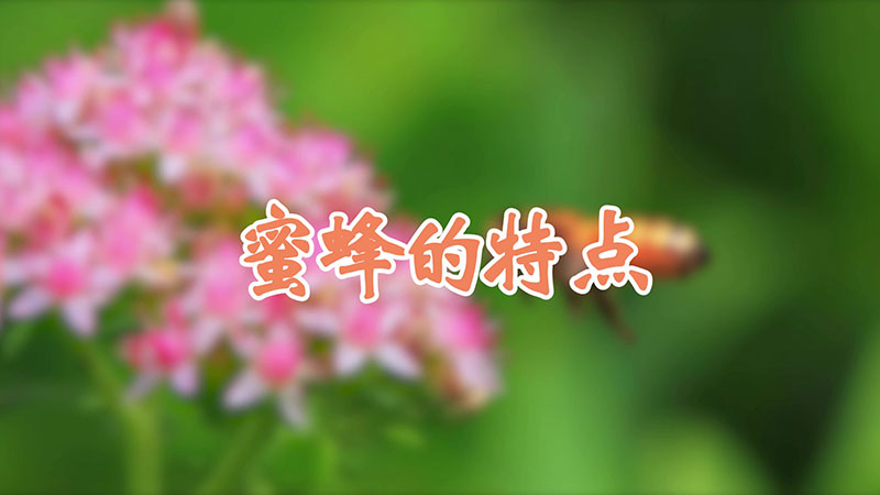 蜜蜂的特点