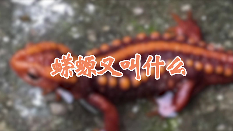 蝾螈又叫什么