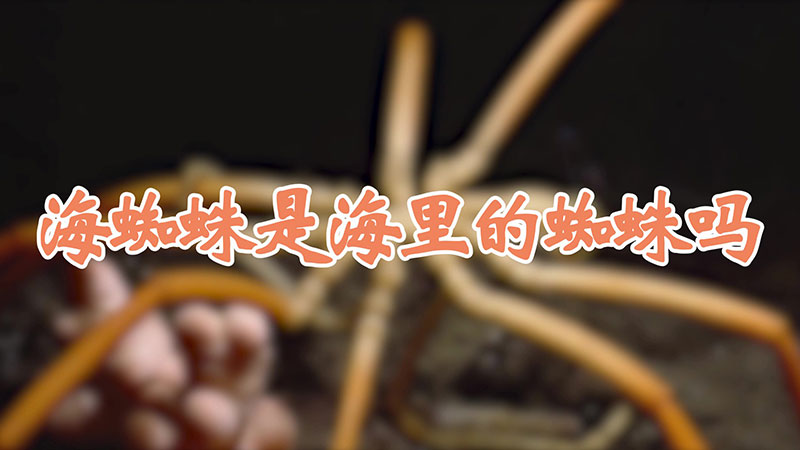海蜘蛛是海里的蜘蛛吗