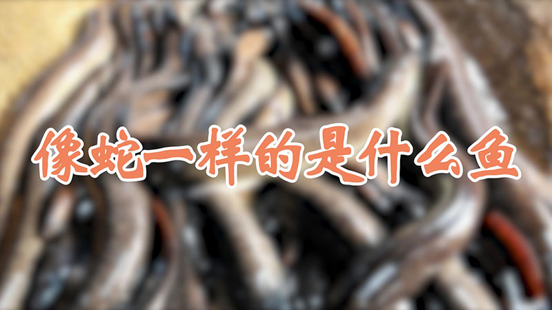 像蛇一样的是什么鱼